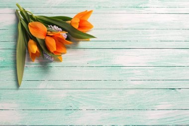 Yellow tulips and blue muscaries flowers 
