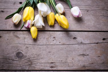 Parlak sarı ve beyaz laleler bahar