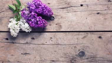 Beyaz ve mor leylak çiçekleri 