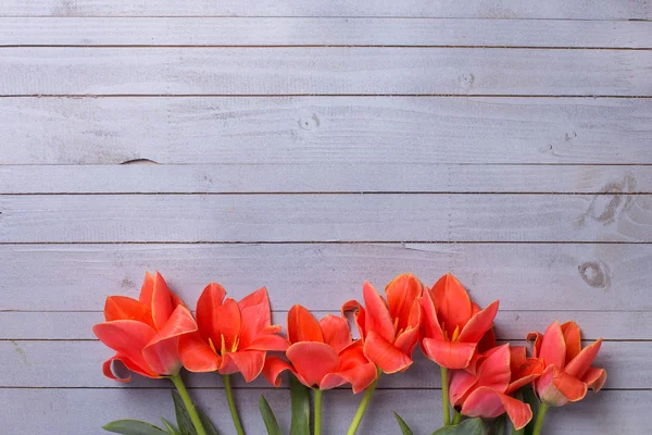 Świeży aromatyczny Koral tulipany — Zdjęcie stockowe