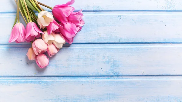 白とピンクの春チューリップ — ストック写真