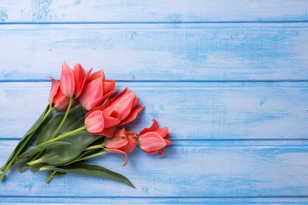 Fresh coral tulips — Stock Photo, Image