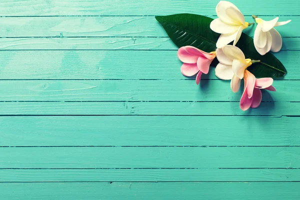 Tropical plumeria flowers — Stock Photo, Image