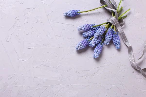 Flores de muscaries de primavera azul —  Fotos de Stock