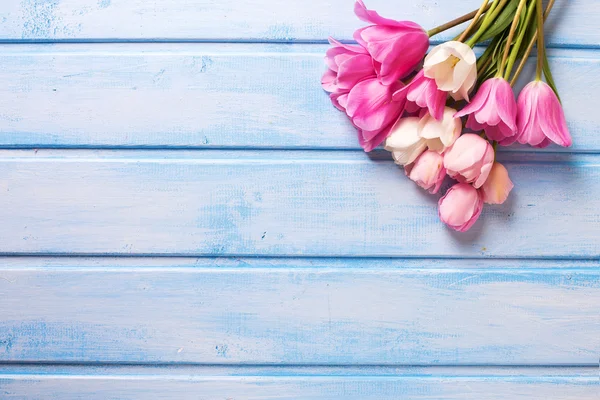 白色和粉红色春季郁金香 — 图库照片