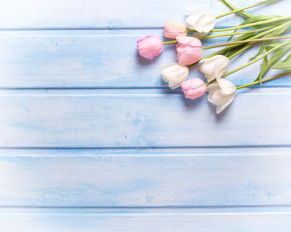 Anbud våren tulpaner — Stockfoto