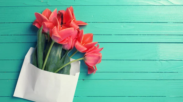 Tulipanes de coral frescos en sobre blanco — Foto de Stock