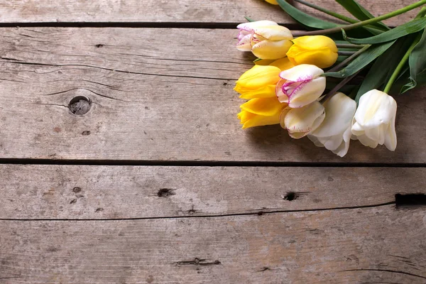 Tulipany wiosna żółty i biały — Zdjęcie stockowe