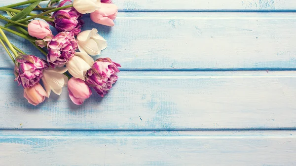 Vitt och rosa våren tulpaner — Stockfoto