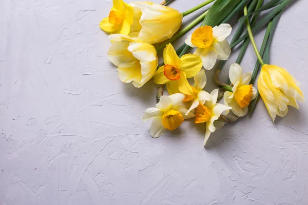 Čerstvé květiny Narcis a tulipány — Stock fotografie