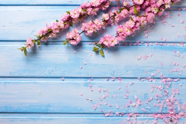 Elegante rosa Blüten — Stockfoto