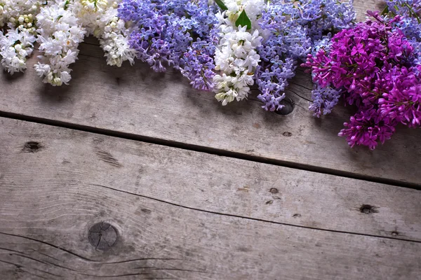 Taze aromatik Eflatun çiçekler — Stok fotoğraf