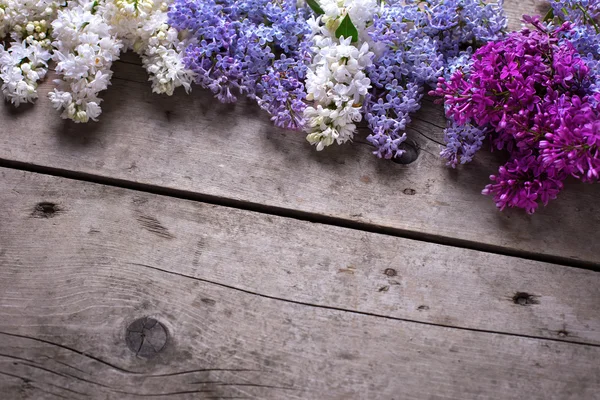 Frische aromatische Fliederblüten — Stockfoto