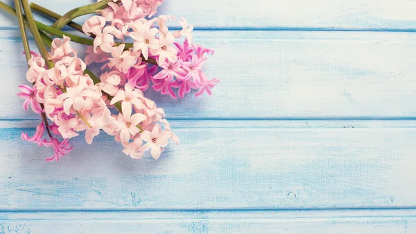 Flores de jacintos rosados frescos — Foto de Stock