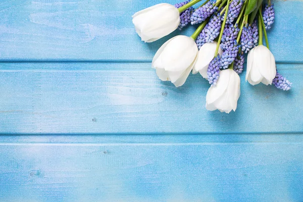 Fresh white tulips and blue muscaries — Stock Photo, Image