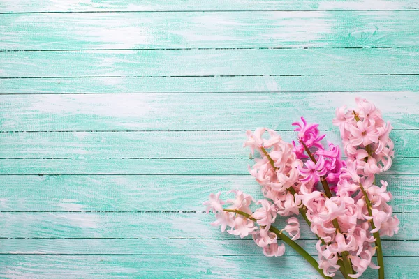 Verse roze bloem hyacinten — Stockfoto