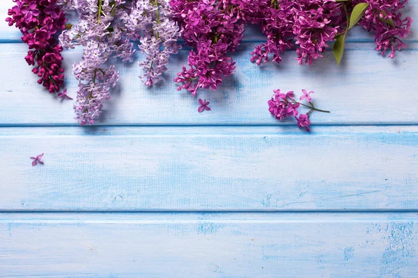 Flores de lila aromáticas frescas —  Fotos de Stock