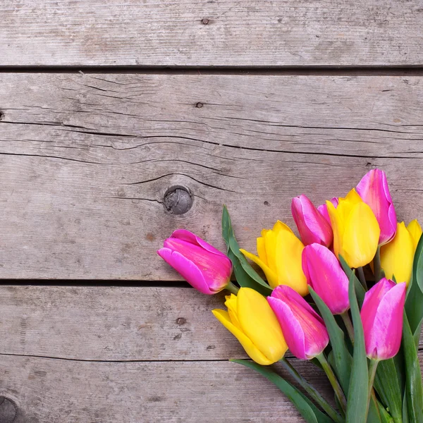 Leuchtend gelbe und rosa Frühlingstulpen — Stockfoto