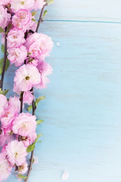 Frische Mandelblüten — Stockfoto