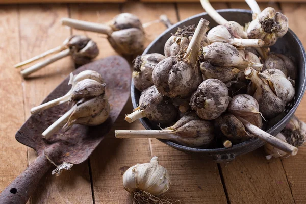 Garlic on wooden background — Stock Photo, Image