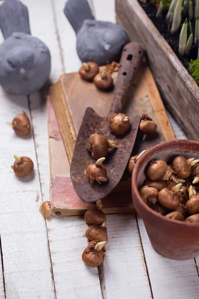 Bulbo de flores de primavera azafrán —  Fotos de Stock