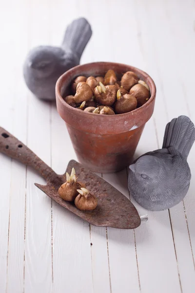 , Paleta envejecida, pájaros decorativos sobre fondo de madera blanca . —  Fotos de Stock