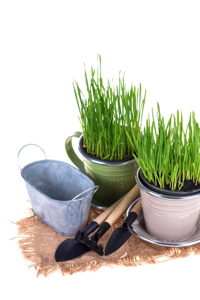 Gras in Töpfen und Gartengeräten isoliert — Stockfoto