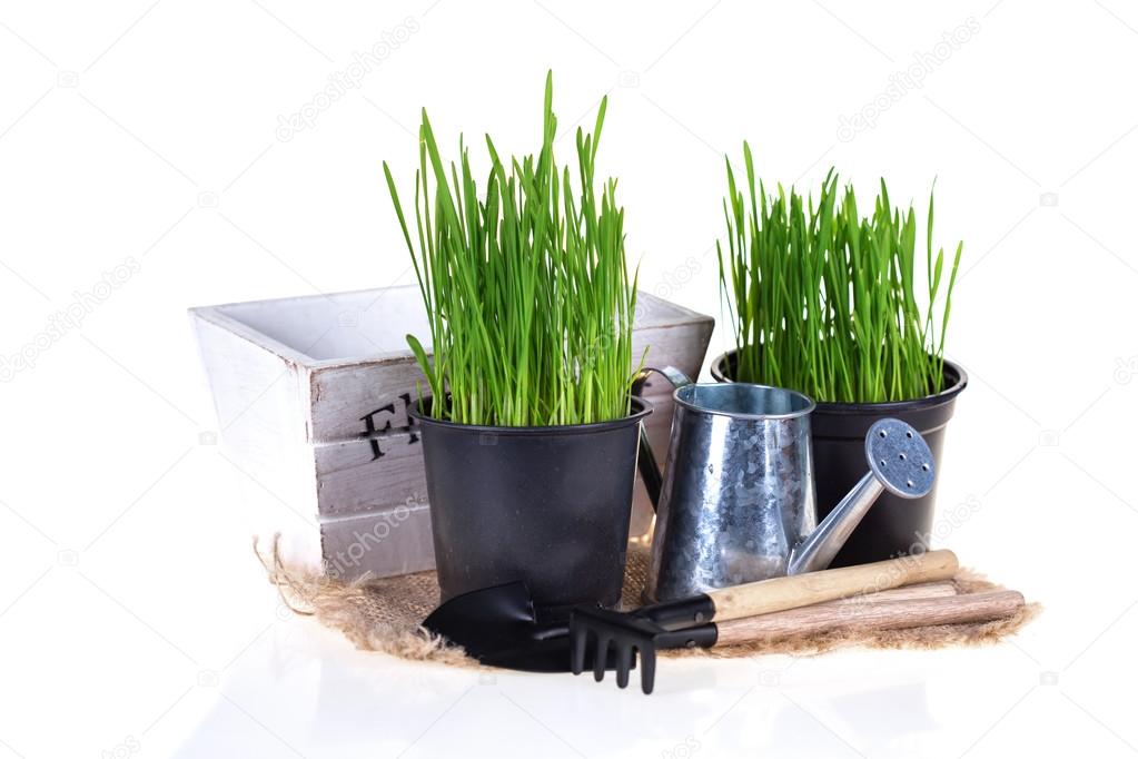 Garden tools and grass in pots isolated