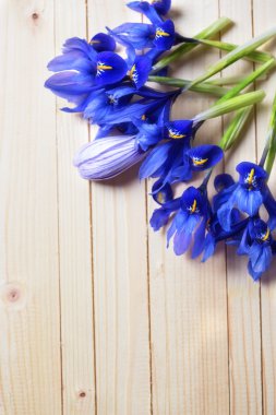 Taze bahar bahçe çiçekleri