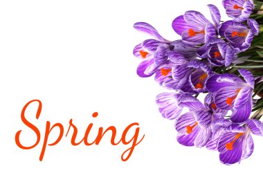 Taze bahar çiçekleri timsahlar