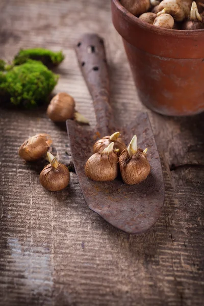 Bulbos de flores, olla vieja y paleta —  Fotos de Stock