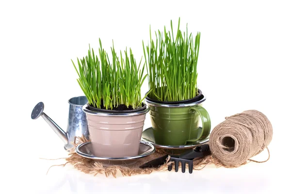 Grass in pots and garden tools isolated — Stock Photo, Image