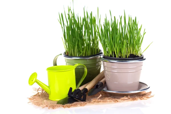 Grass in pots and garden tools — Stock Photo, Image