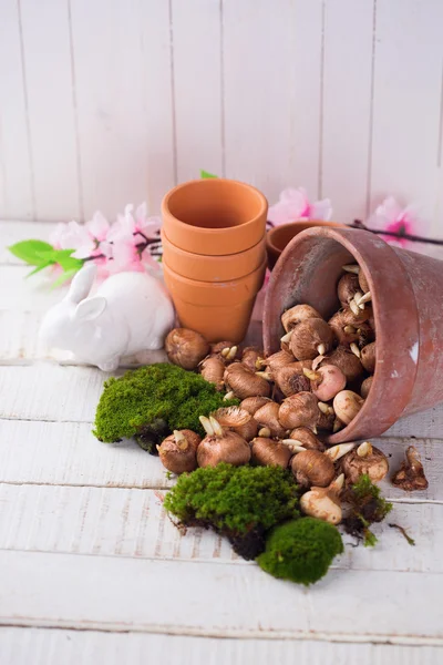 Moss and bulb  flowers in vintage pot — Stock Photo, Image