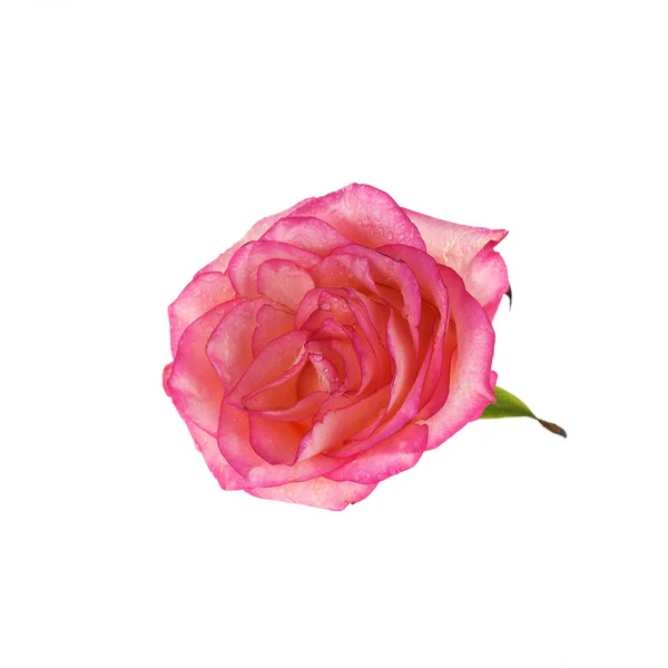 Jasny różowy róża z rosy — Zdjęcie stockowe