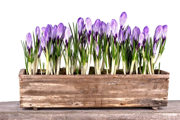 Fiori freschi primaverili crochi in vaso — Foto Stock