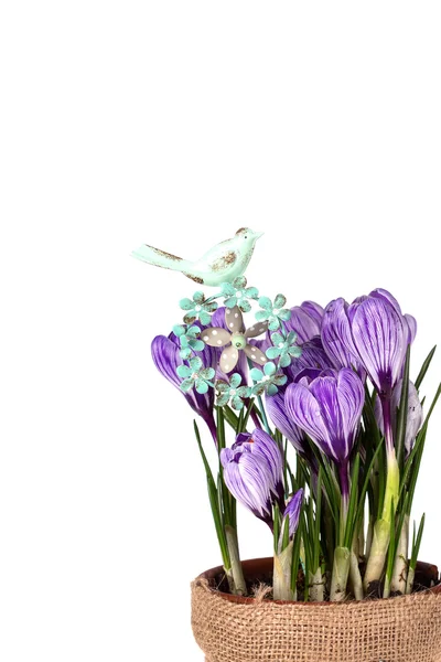 Friss tavaszi virág krokusz — Stock Fotó