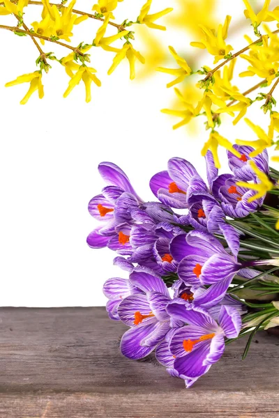 Čerstvé jarní květy krokusy — Stock fotografie