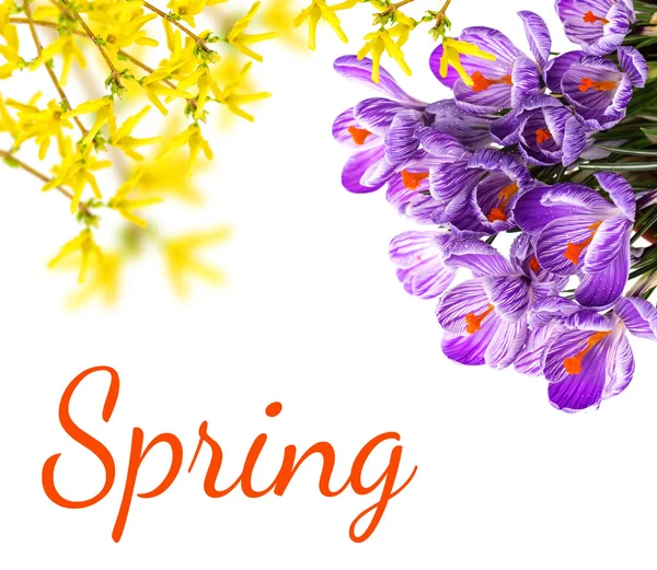Fresh spring flowers crocuses — Stock Photo, Image