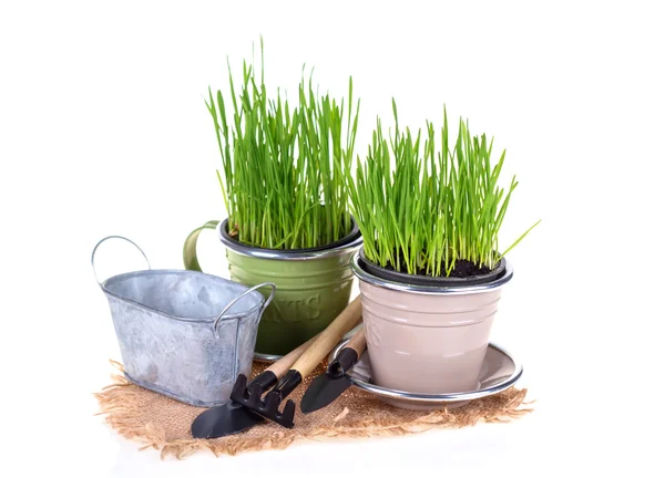 Grass in pots and garden tools — Stock Photo, Image