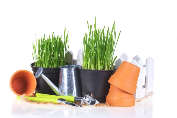 Grass in pot and garden tools — Stock Photo, Image