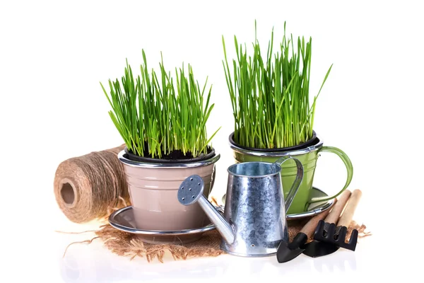 Grass in pot and garden tools — Stock Photo, Image