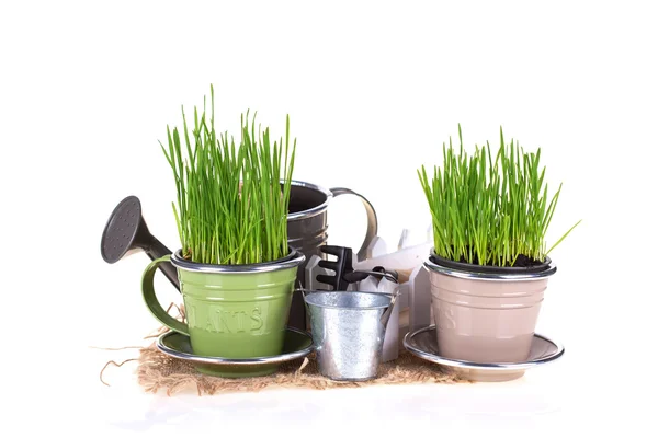 Grass in pot and garden tools — Stock Photo, Image