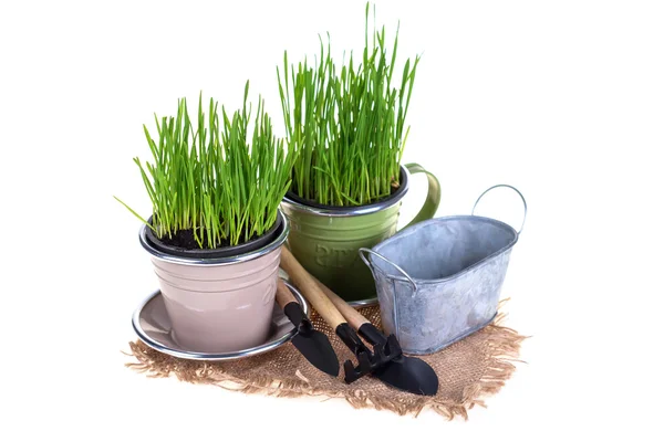 Gras in Töpfen und Gartengeräten — Stockfoto