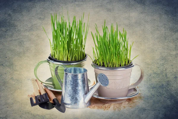 Grass in potten en tuingereedschap. — Stockfoto