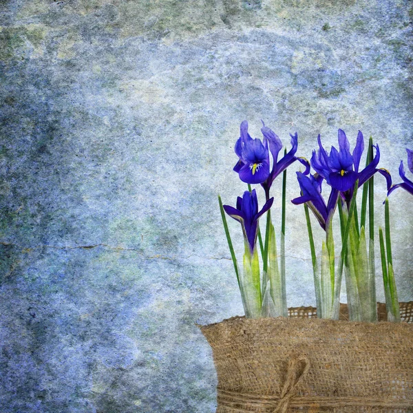 Świeżych wiosennych kwiatów irysów — Zdjęcie stockowe