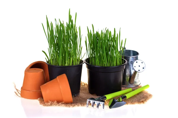 Groen gras en tuingereedschap — Stockfoto