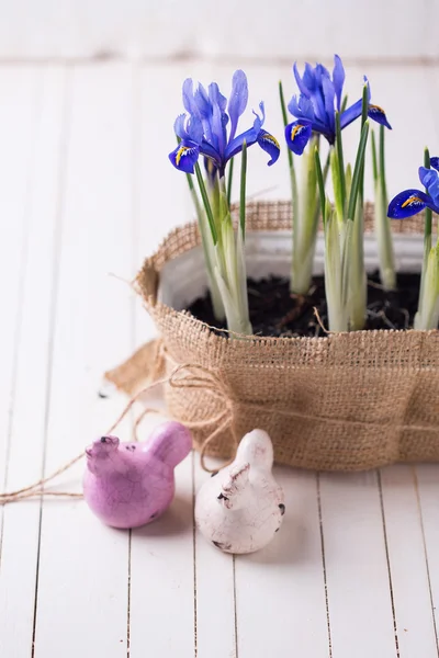 Frühlingsblumen und bunte Osterhühner — Stockfoto