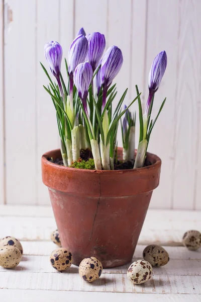 Huevos de Pascua y flores. —  Fotos de Stock