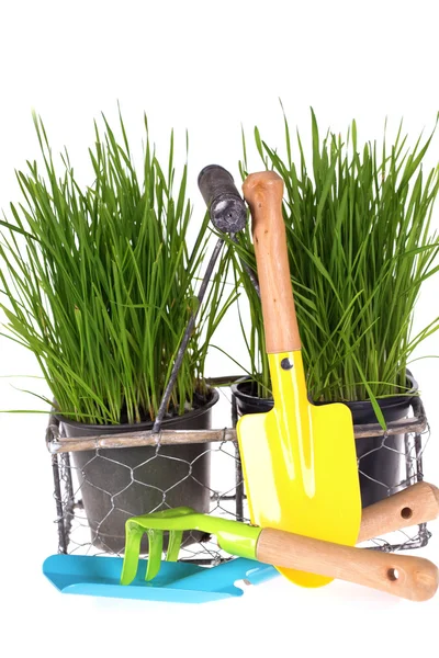 Grass in pots and  kids garden tools — Stock Photo, Image